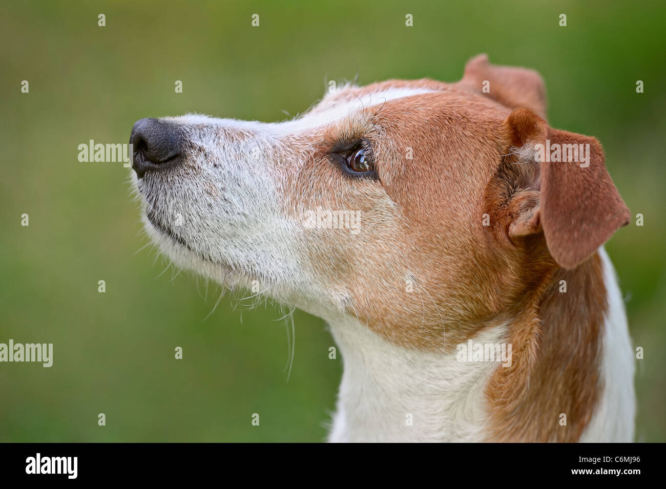 Smooth coated Parson Jack Russell Terrier looking up Stock Photo