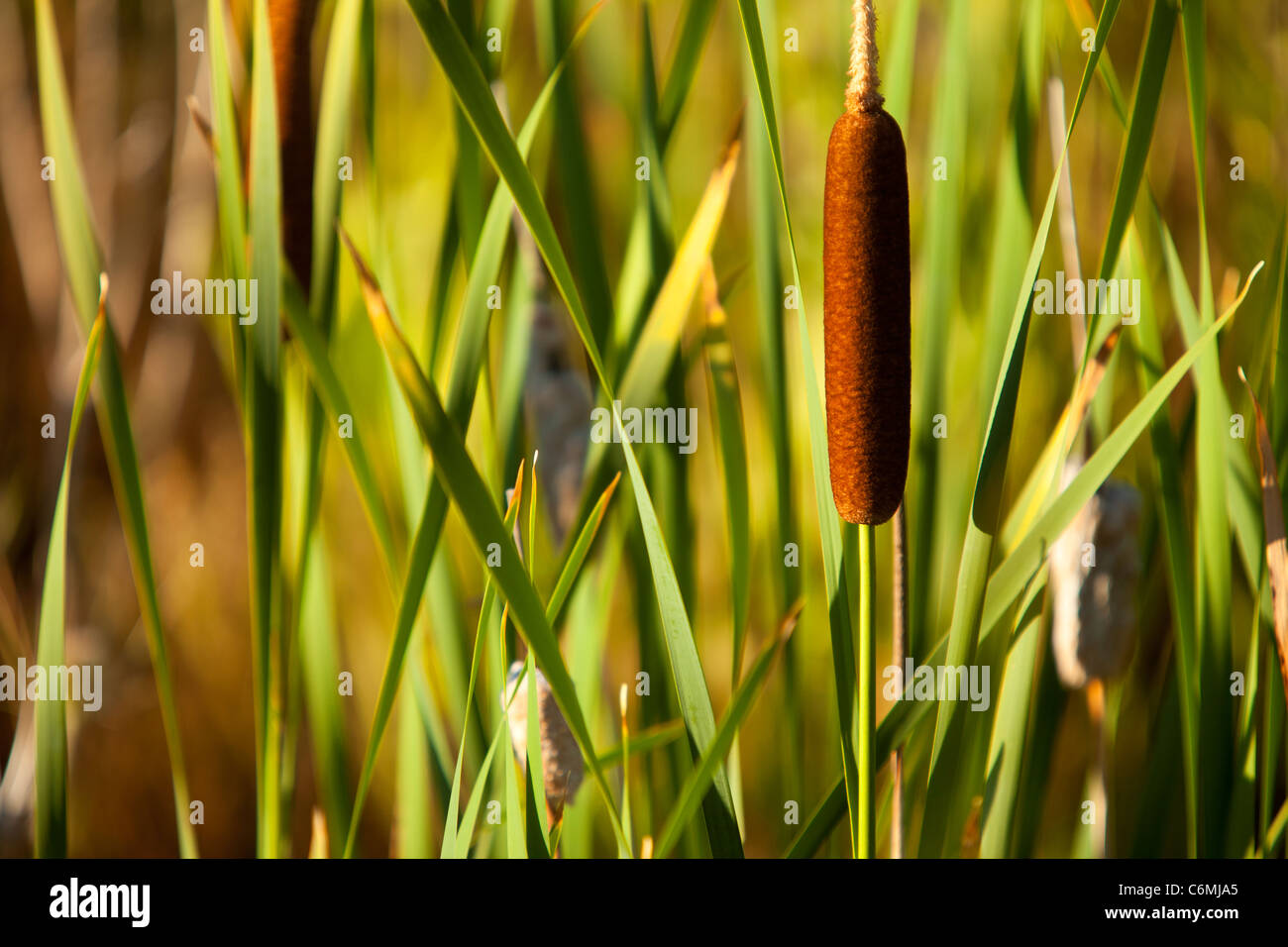 Common Cattail (bulrush) along the edge of a pond in Park City Utah, USA Stock Photo
