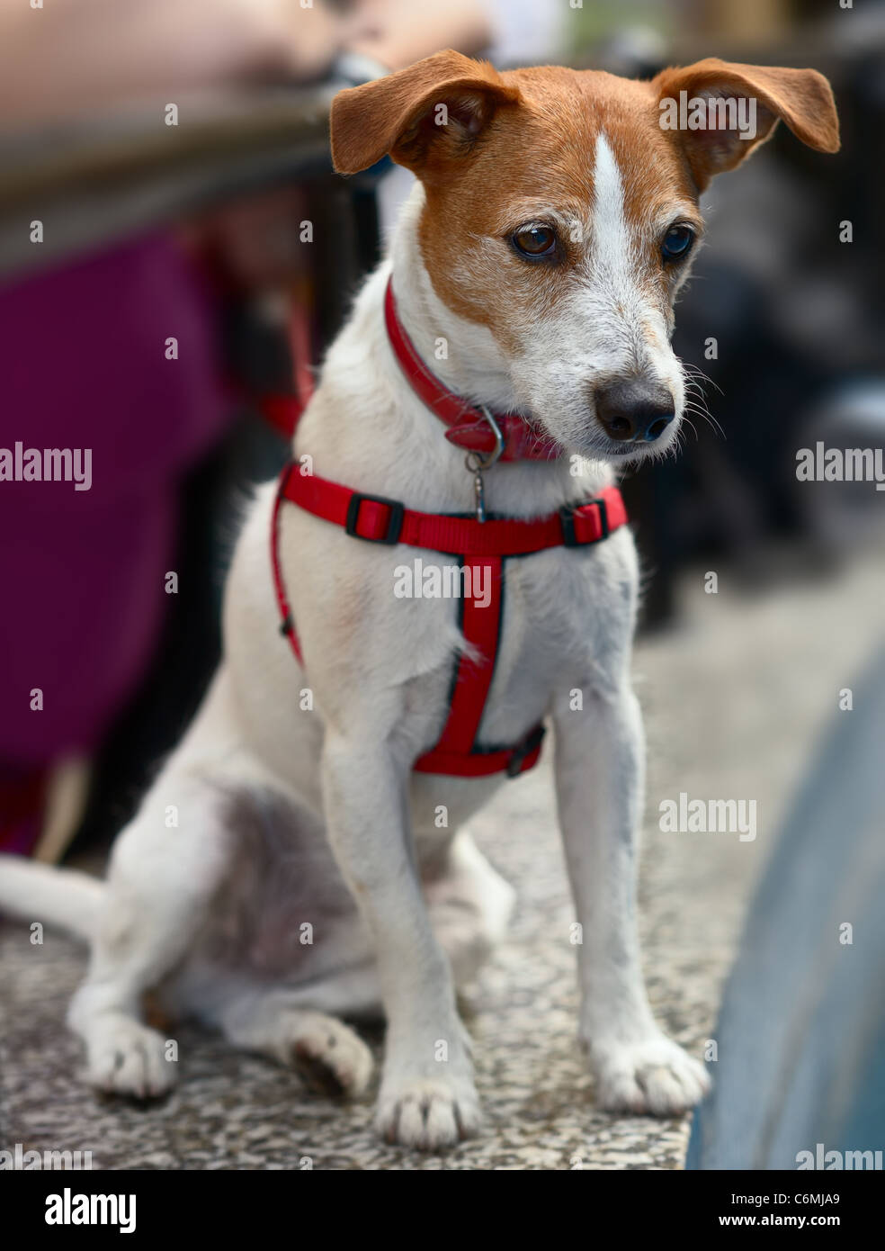 Smooth coated Parson Jack Russell Terrier sitting, looking down Stock Photo