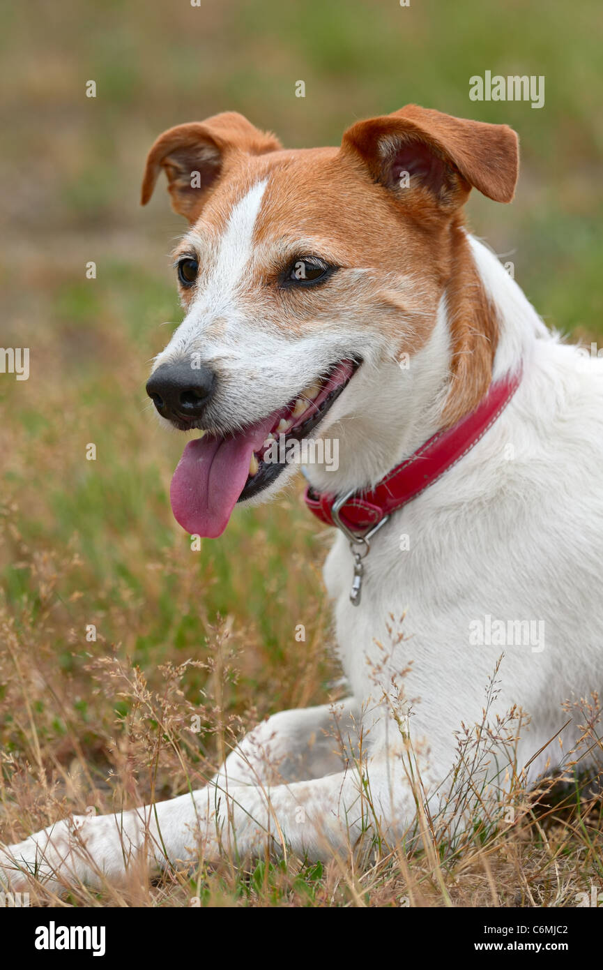 Smooth coated Parson Jack Russell Terrier resting after a run Stock Photo