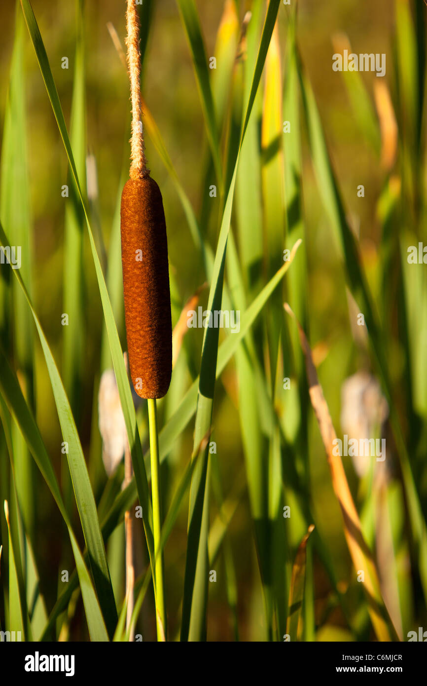 Common Cattail (bulrush) along the edge of a pond in Park City Utah, USA Stock Photo