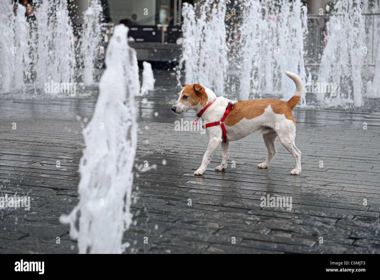 Wet smooth coated Parson Jack Russell Terrier wandering through a fountain Stock Photo