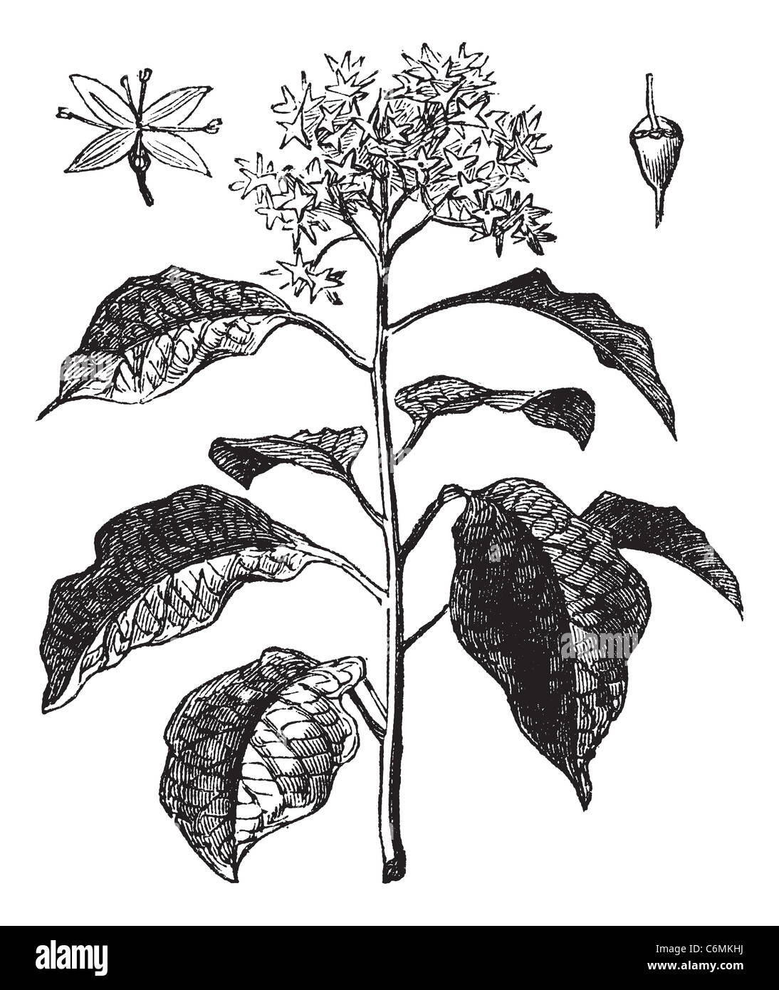 Pagoda Dogwood or Alternate-leaved Dogwood or Cornus alternifolia, vintage engraving. Old engraved illustration of Pagoda Dogwoo Stock Photo