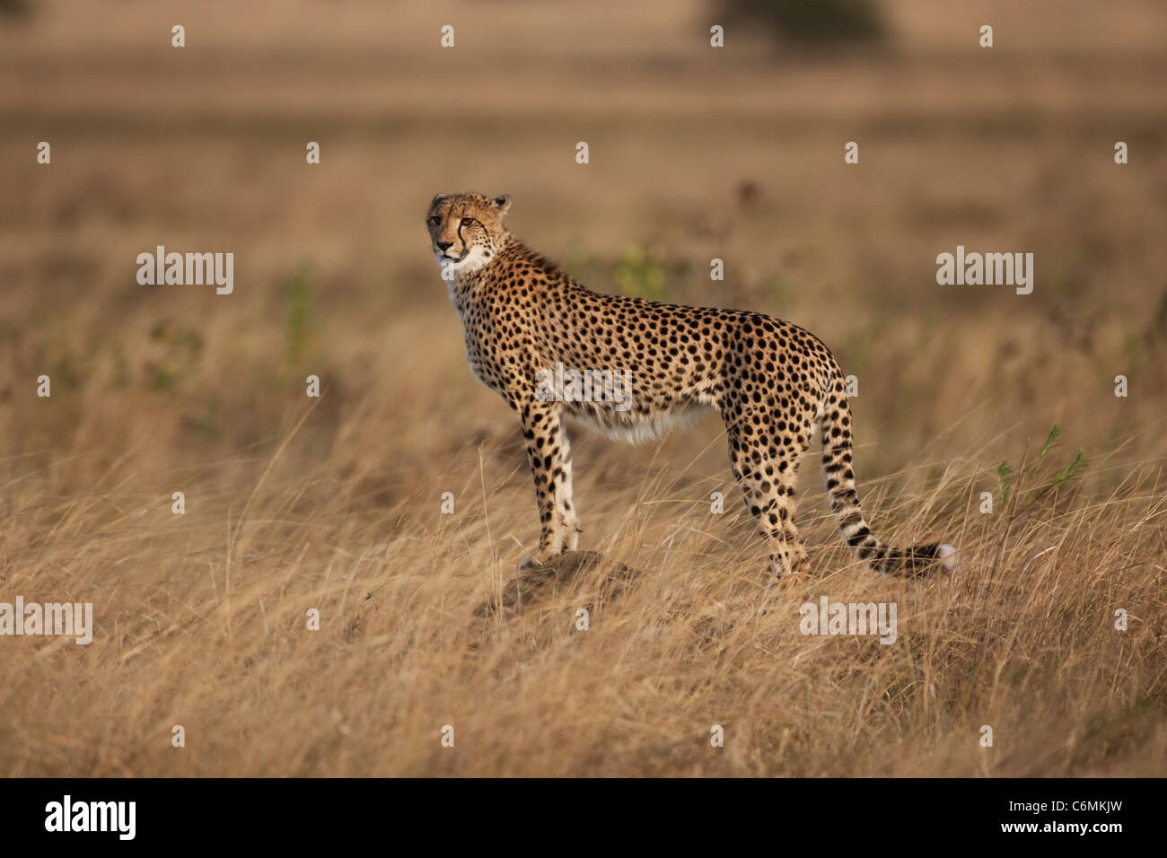 Cheetah viewing its territory from a termite mound Stock Photo