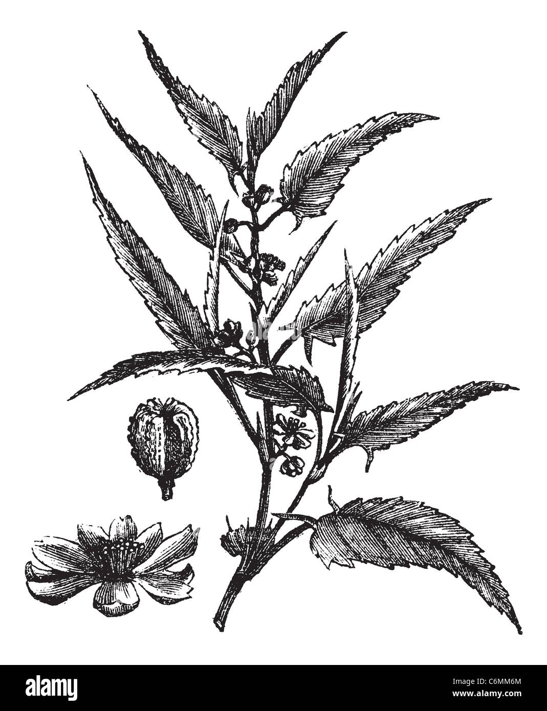 Jute or Corchorus capsularis or Corchorus olitorius, vintage engraving. Old engraved illustration of a Jute showing flowers. Stock Photo