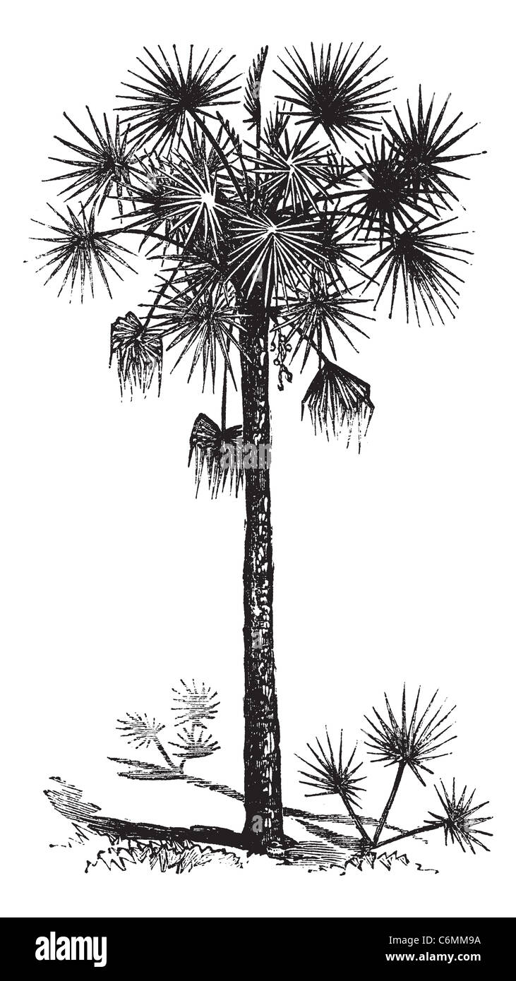 Palmetto or Cabbage Palm or Cabbage Palmetto or Palmetto Palm or Sabal Palm or Sabal palmetto, vintage engraving. Old engraved i Stock Photo