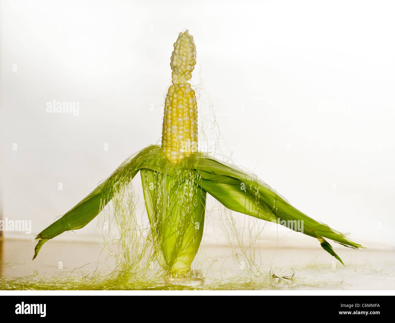 imperfect corncob with leaves pulled back Stock Photo