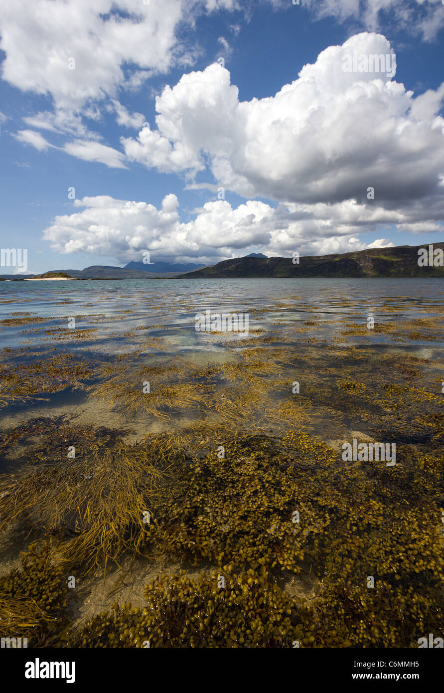 Seaweed floating on the shores of Loch Eishort with Black Cuillin mountains in the distance, Ord, Isle of Skye, Scotland, UK Stock Photo