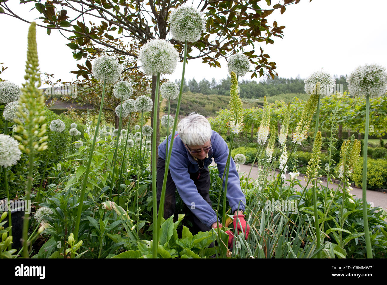 Mont Alliums at the Eden Project. Photo:Jeff Gilbert Stock Photo