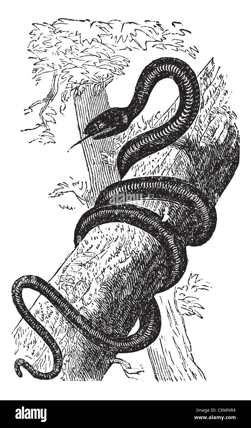 Eastern Racer or Coluber constrictor, vintage engraving. Old engraved illustration of an Eastern Racer. Stock Photo