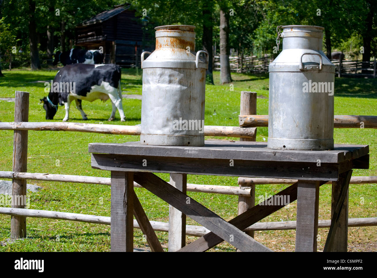 Milk cans on a bench, a cow feeding grass in the background Stock Photo
