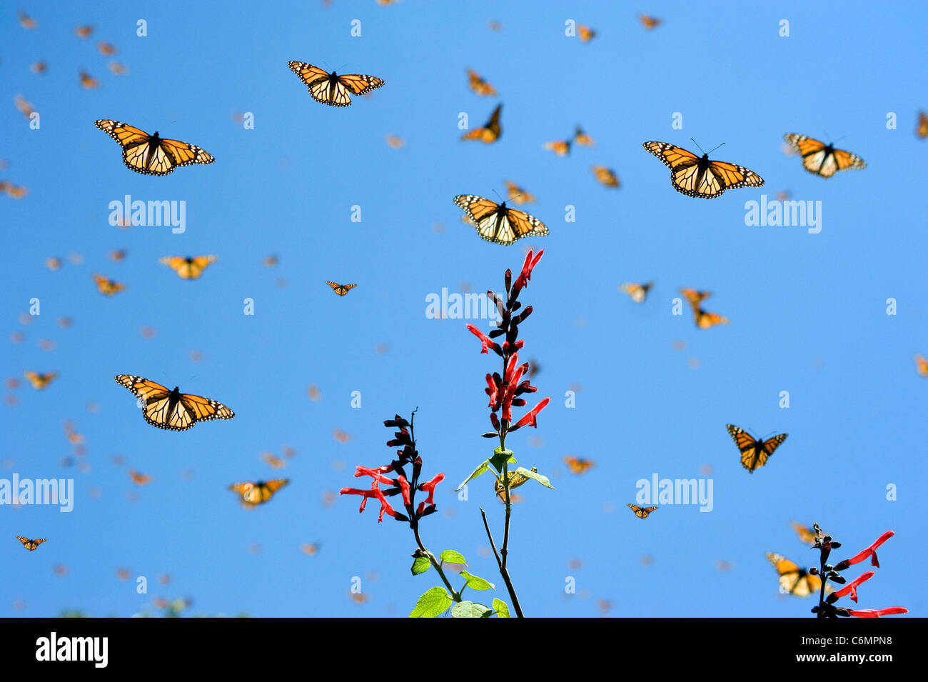 Colorful Monarch Butterflies migrate south for the winter Stock Photo
