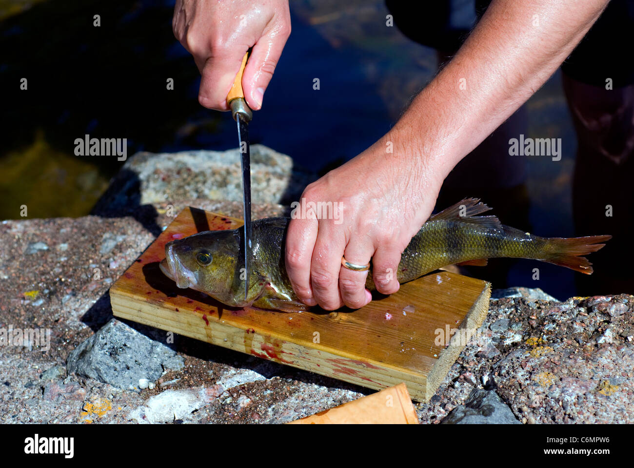 Skinning knife hires stock photography and images Alamy