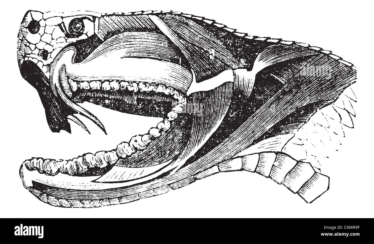 Viper Snake Head, vintage engraving. Old engraved illustration of section of a Viper Snake Head showing long fangs used to inject venom. Stock Photo
