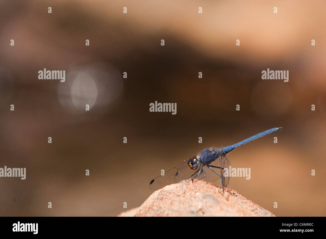 Blue dragonfly on a rock Stock Photo - Alamy