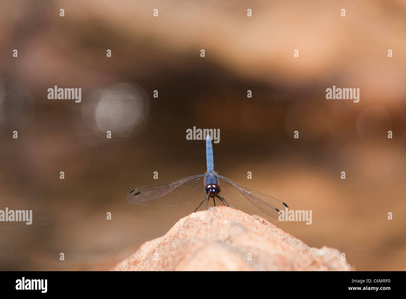 Blue dragonfly on a rock Stock Photo - Alamy
