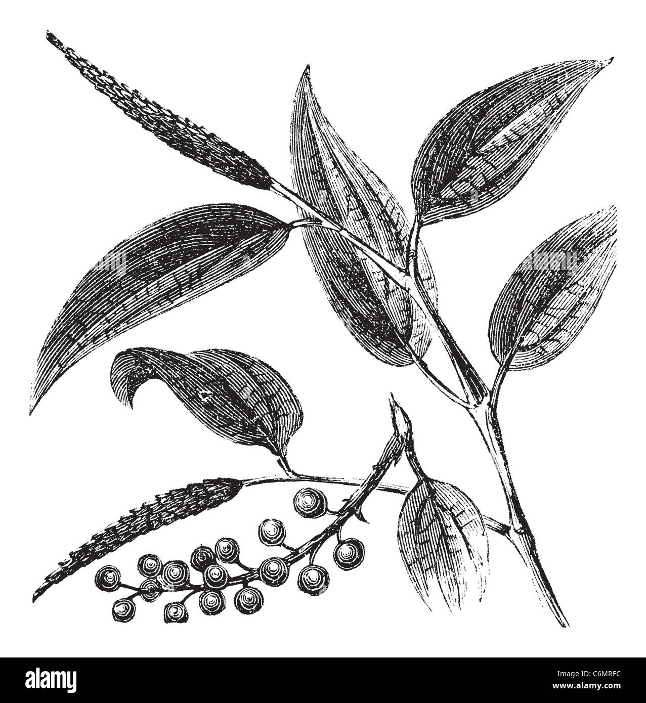 Cubeb or Tailed Pepper or Java Pepper or Piper cubeba, vintage engraving. Old engraved illustration of a Cubeb plant showing berries. Stock Photo