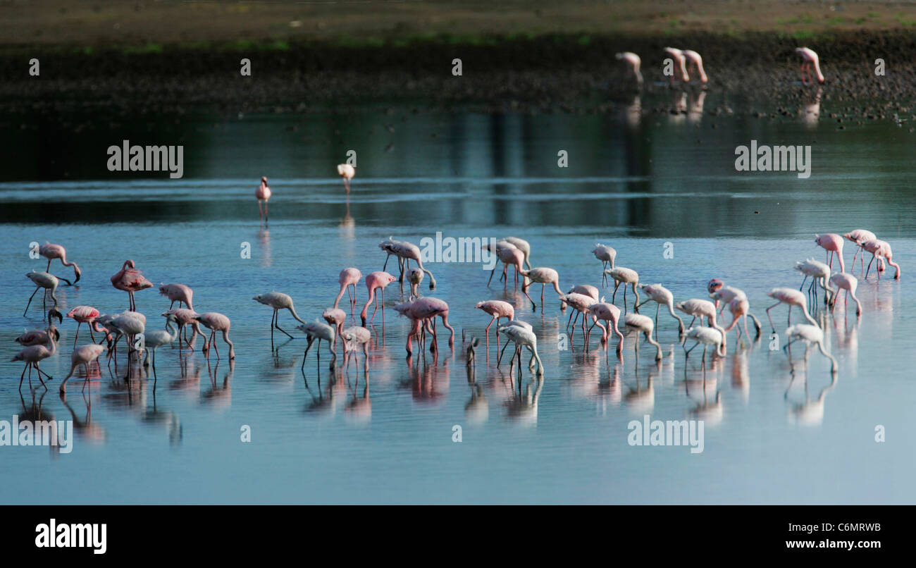 Lesser flamingos reflected in Lake Ndutu Stock Photo