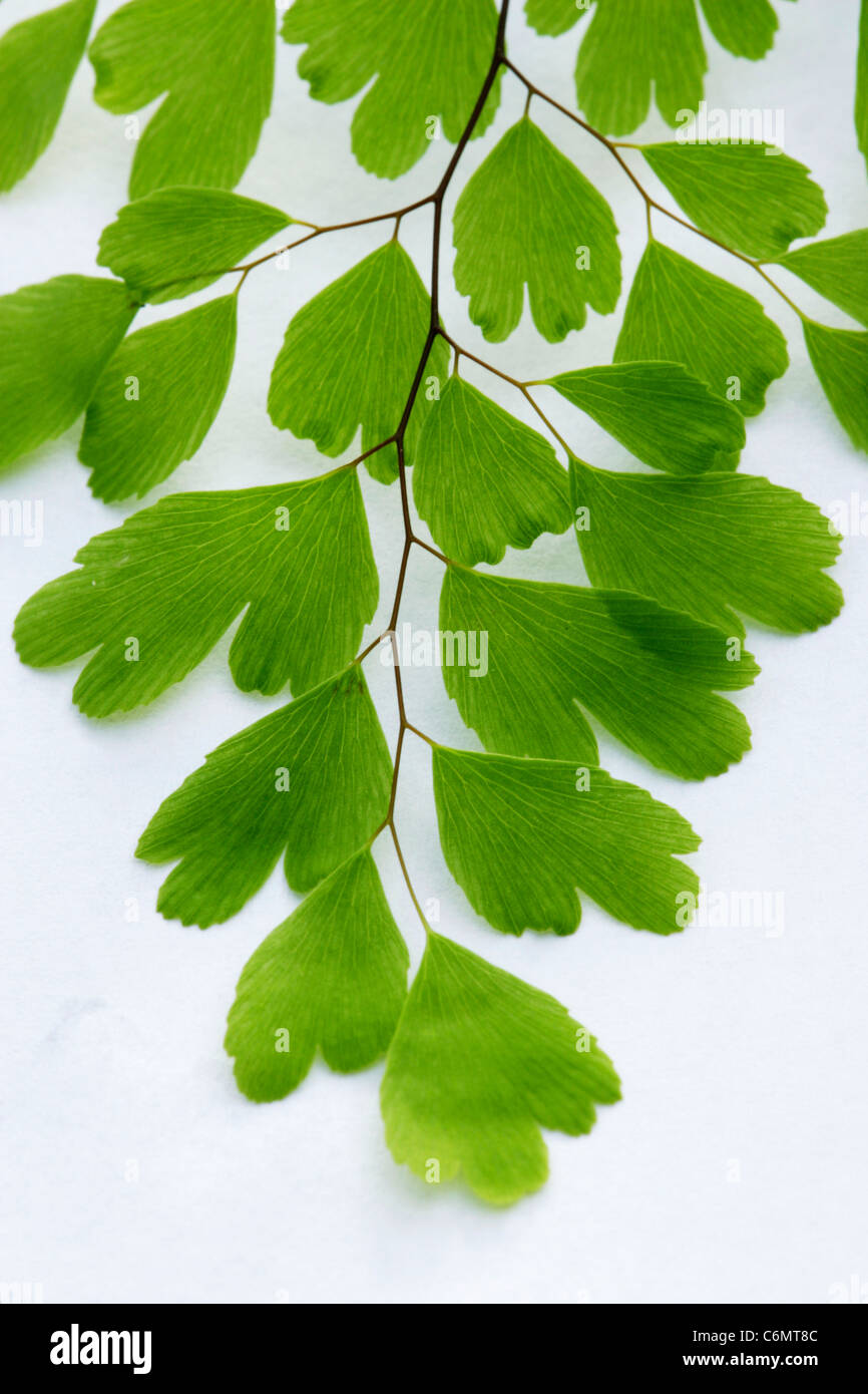 Studio short of maidenhair fern leaves Stock Photo