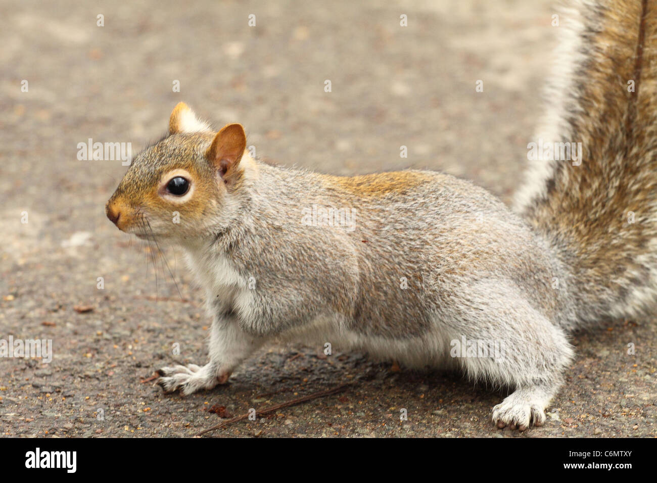 A squirrel eating Stock Photo - Alamy