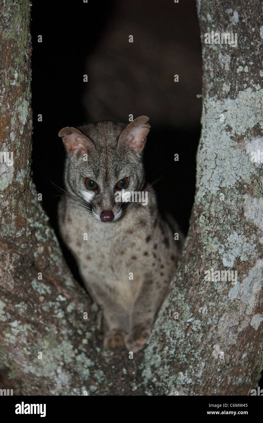 Large Spotted genet sitting in the fork of a tree Stock Photo