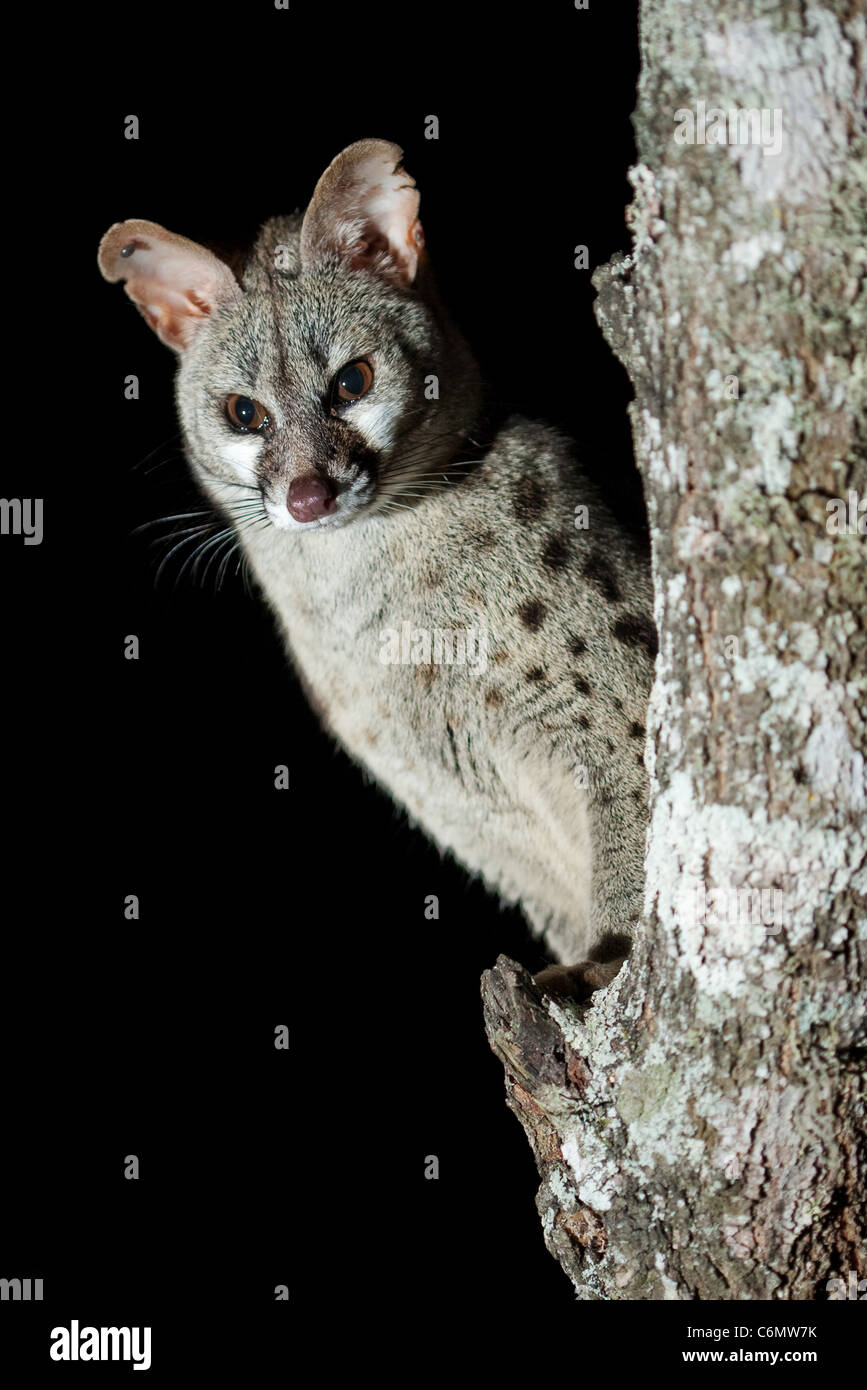 Large Spotted genet sitting in a tree at night Stock Photo