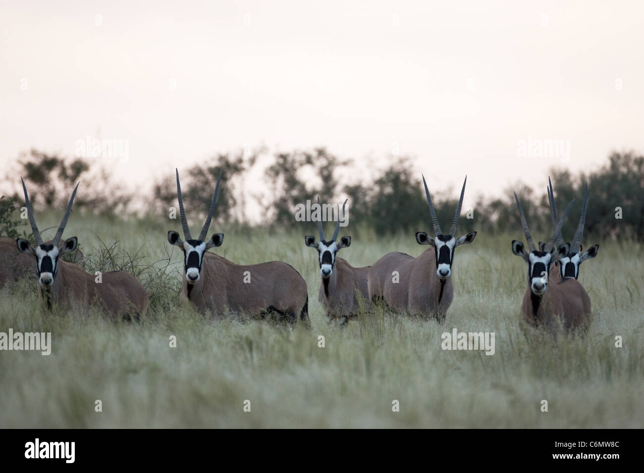 Gemsbok (Oryx) herd Stock Photo