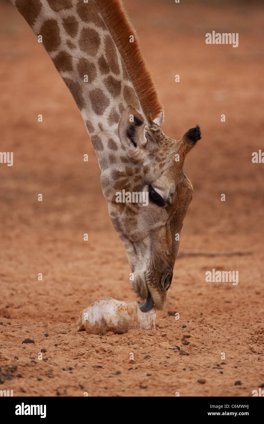 Giraffe licking a salt lick Stock Photo