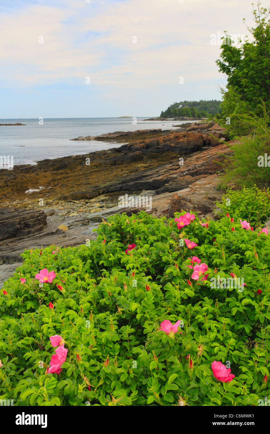 Wild Roses, Bar Harbor Shore Path, Bar Harbor, Mount Desert island