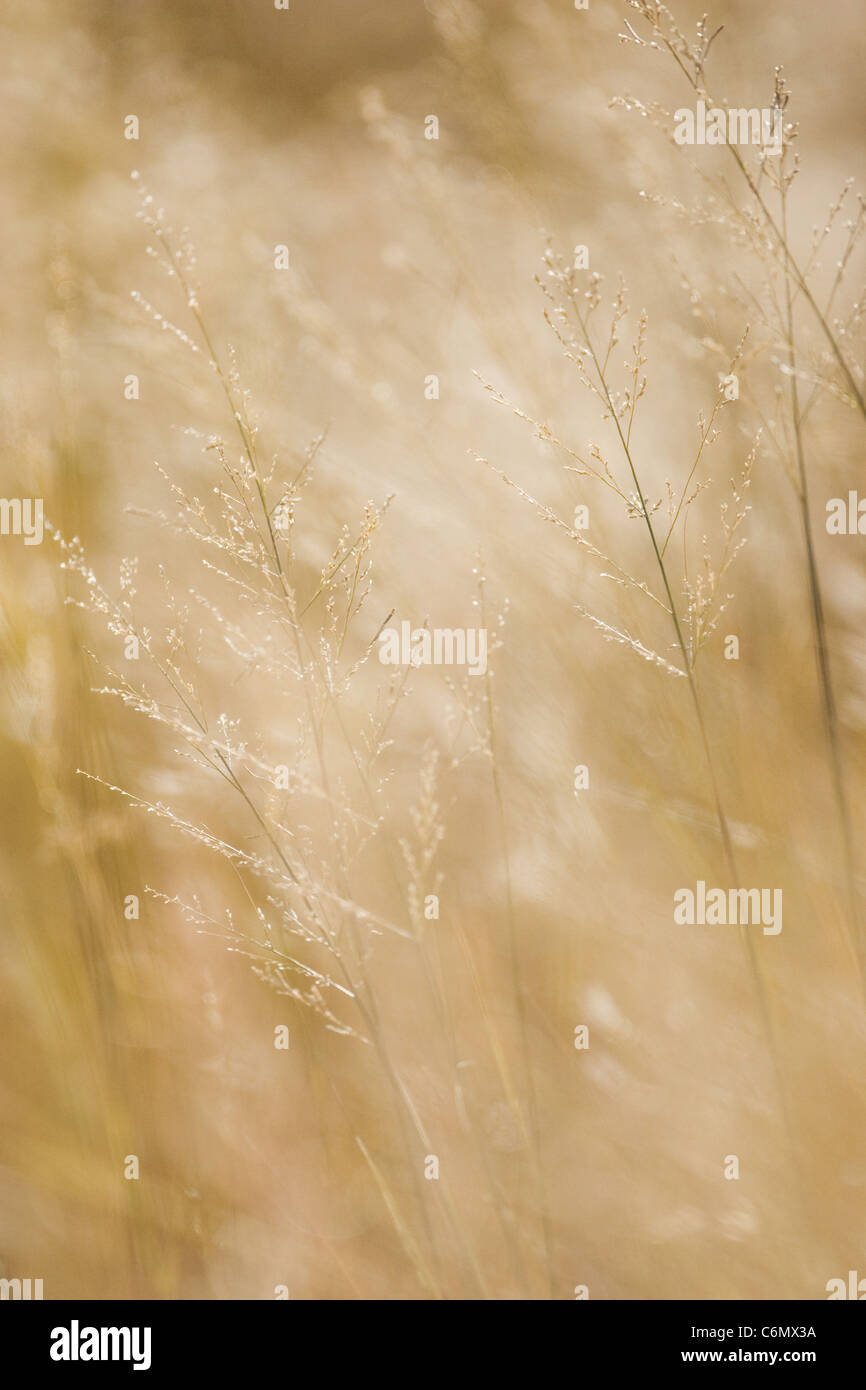 Late afternoon light on backlit dry grass Stock Photo
