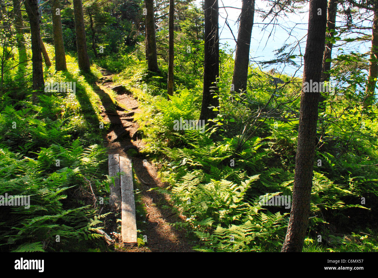 Cutler Coastal Trail, Bold Coast Preserve, Cutler, Maine, USA Stock