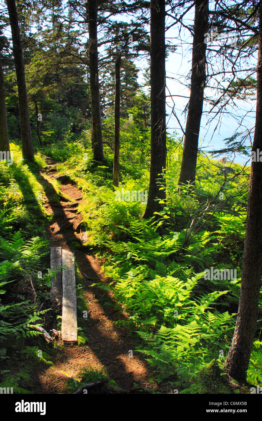 Cutler Coastal Trail, Bold Coast Preserve, Cutler, Maine, USA Stock