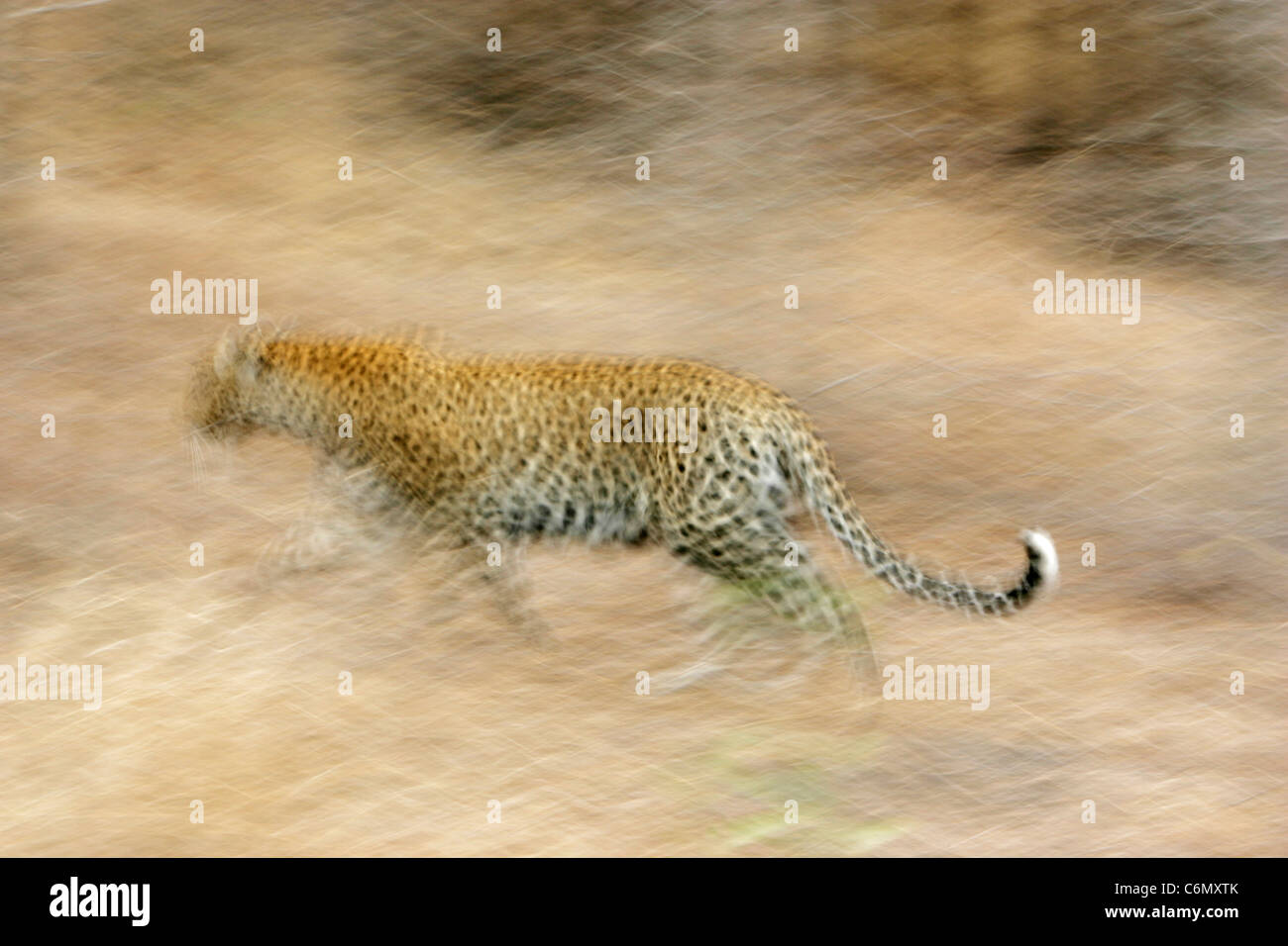 Abstract image of a Leopard running Stock Photo