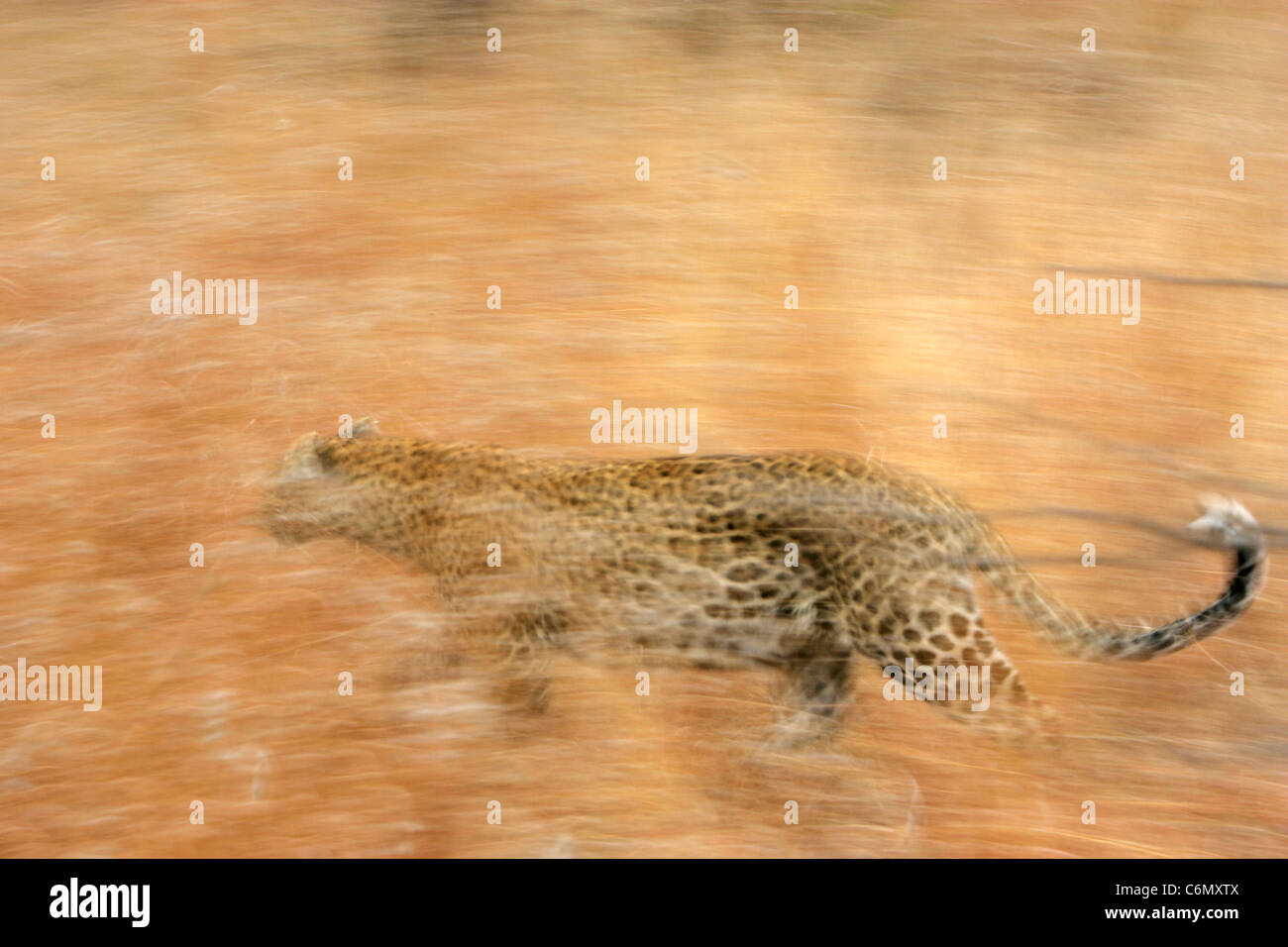 Abstract image of a Leopard running Stock Photo