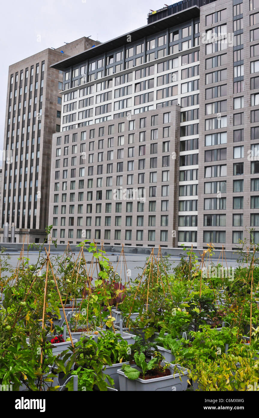 Rooftop garden building vegetables hires stock photography and images