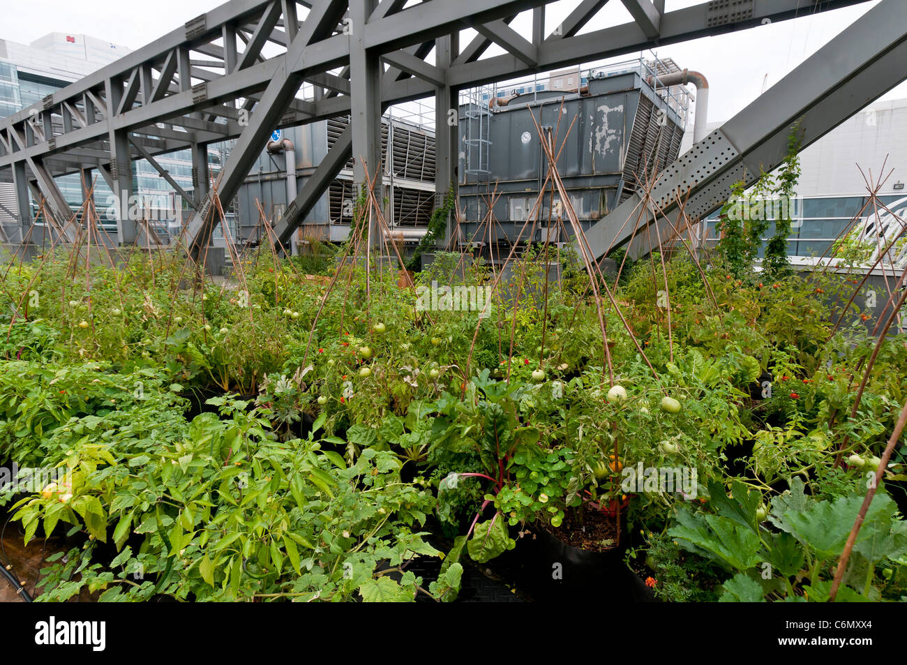Vegetable garden on the rooftop of the Convention centre ( Palais des