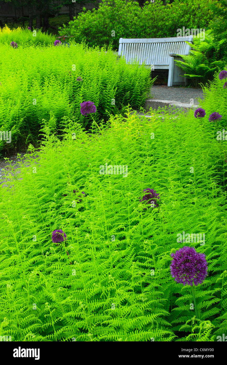 Thuya Gardens, Northeast Harbor, Mount Desert Island, Maine, USA Stock Photo Alamy