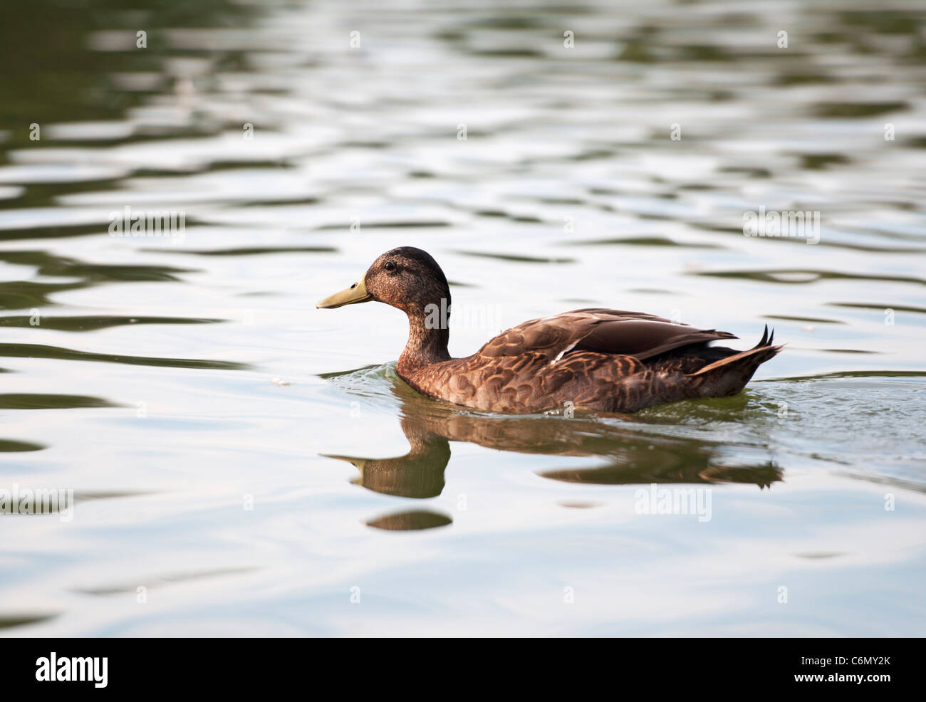 American Black Duck Swimming in a lake at the Villages in Central
