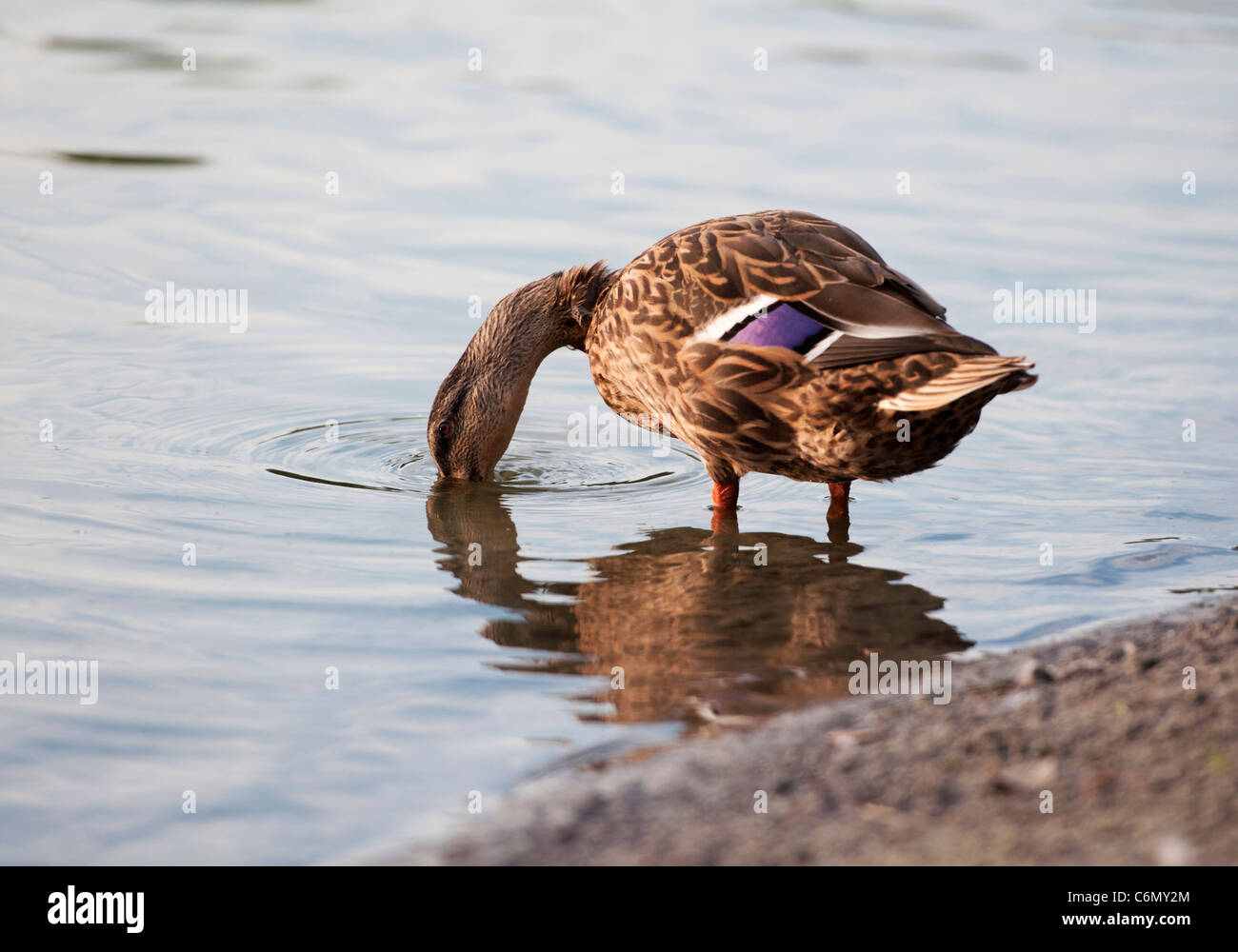 American Black Mallard Duck drinking in a lake at the Villages in ...