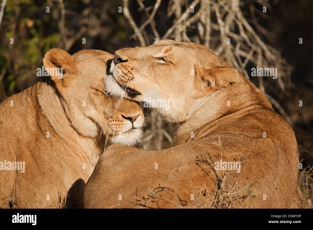 Lionesses nuzzling each other Stock Photo