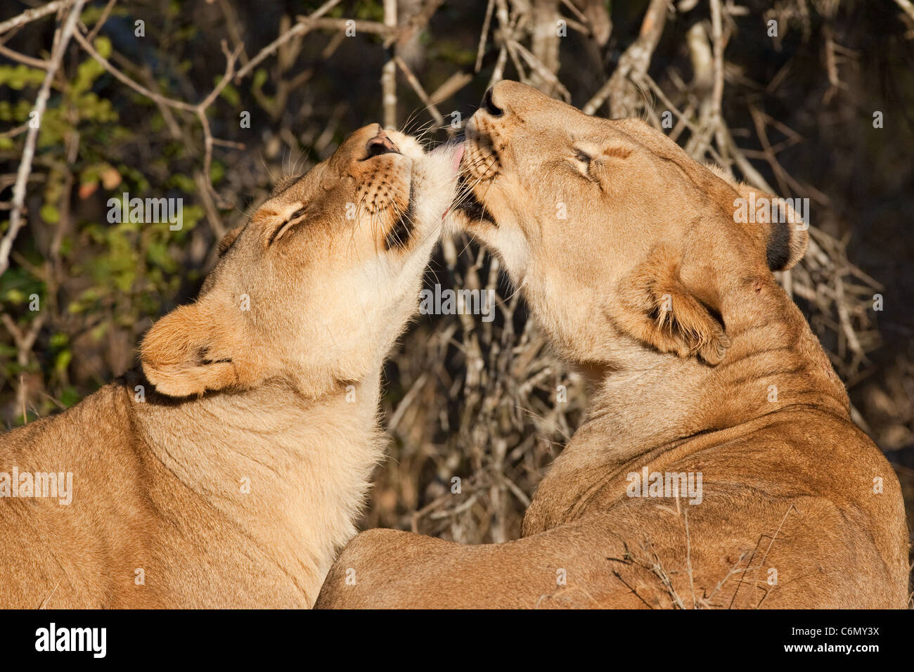 Lionesses grooming each other Stock Photo