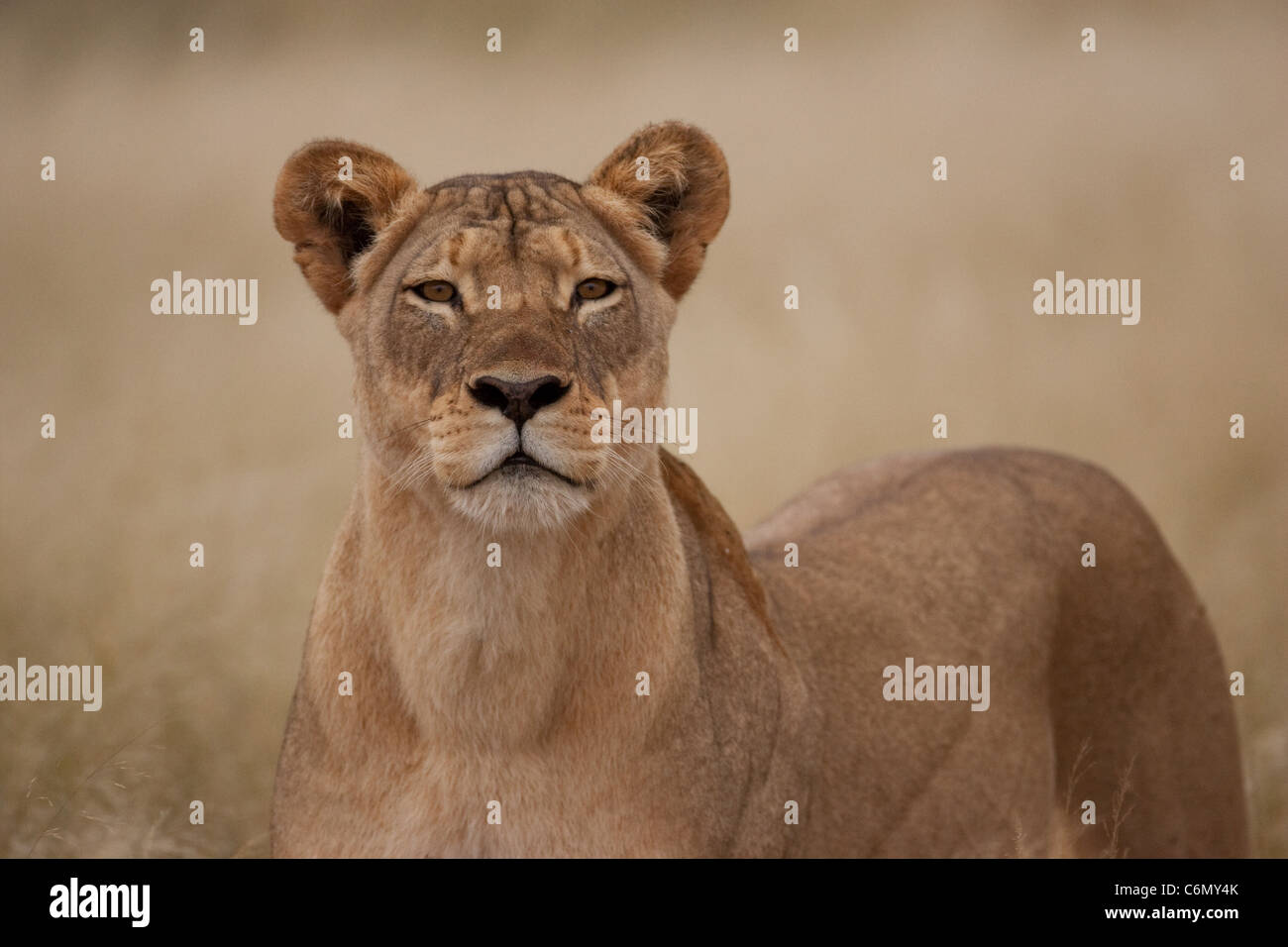 Lioness head-on looking alert Stock Photo