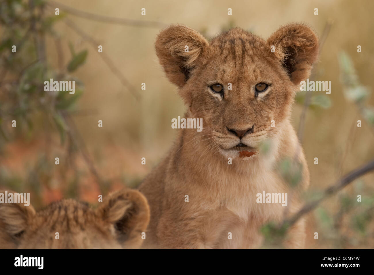 Wildlife in africa hi-res stock photography and images - Alamy