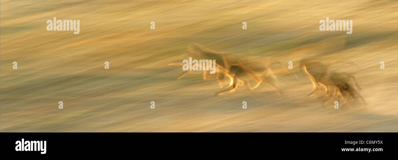 A blurred view of baboons running Stock Photo