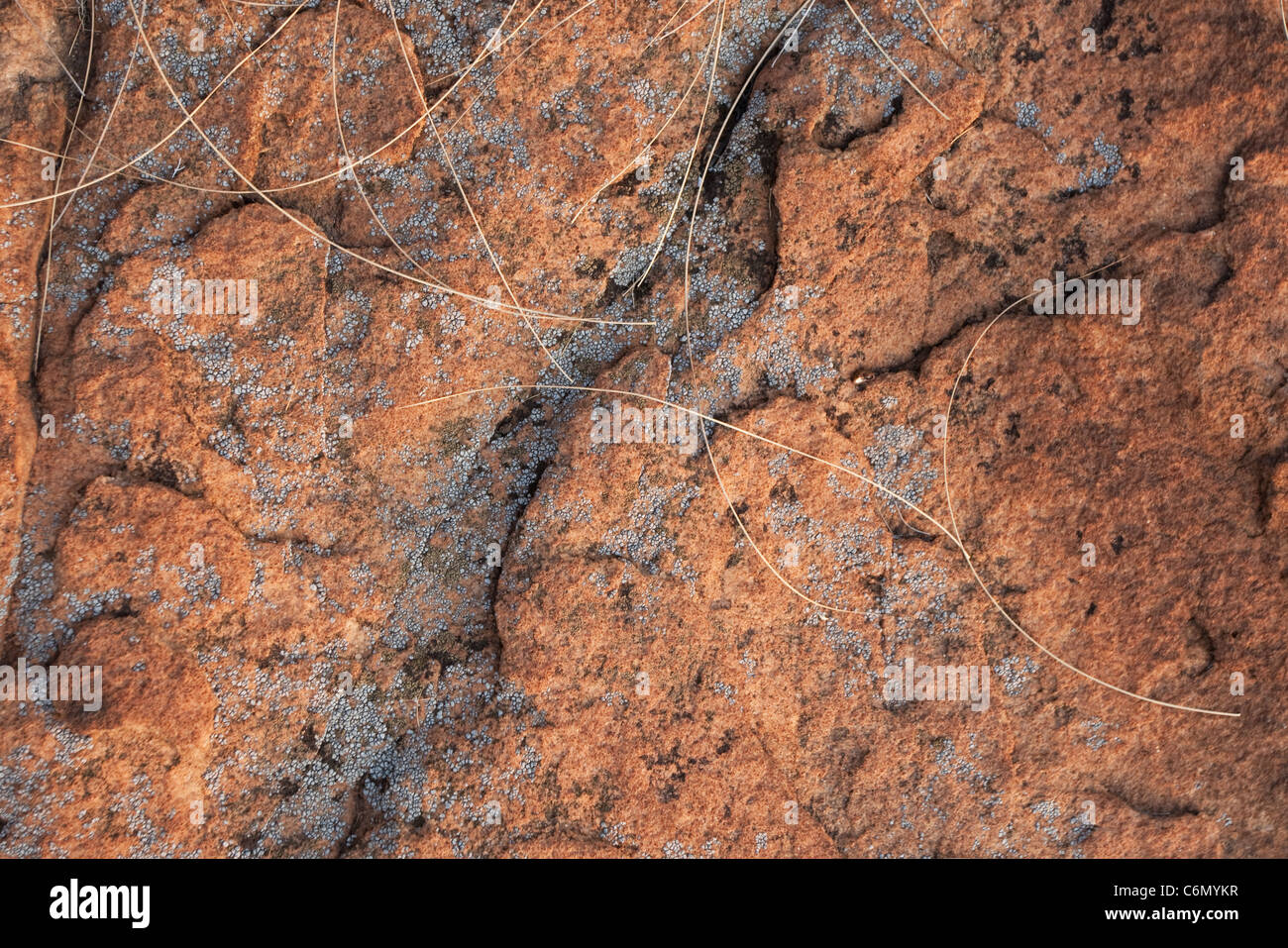 Lichen on rocks Stock Photo