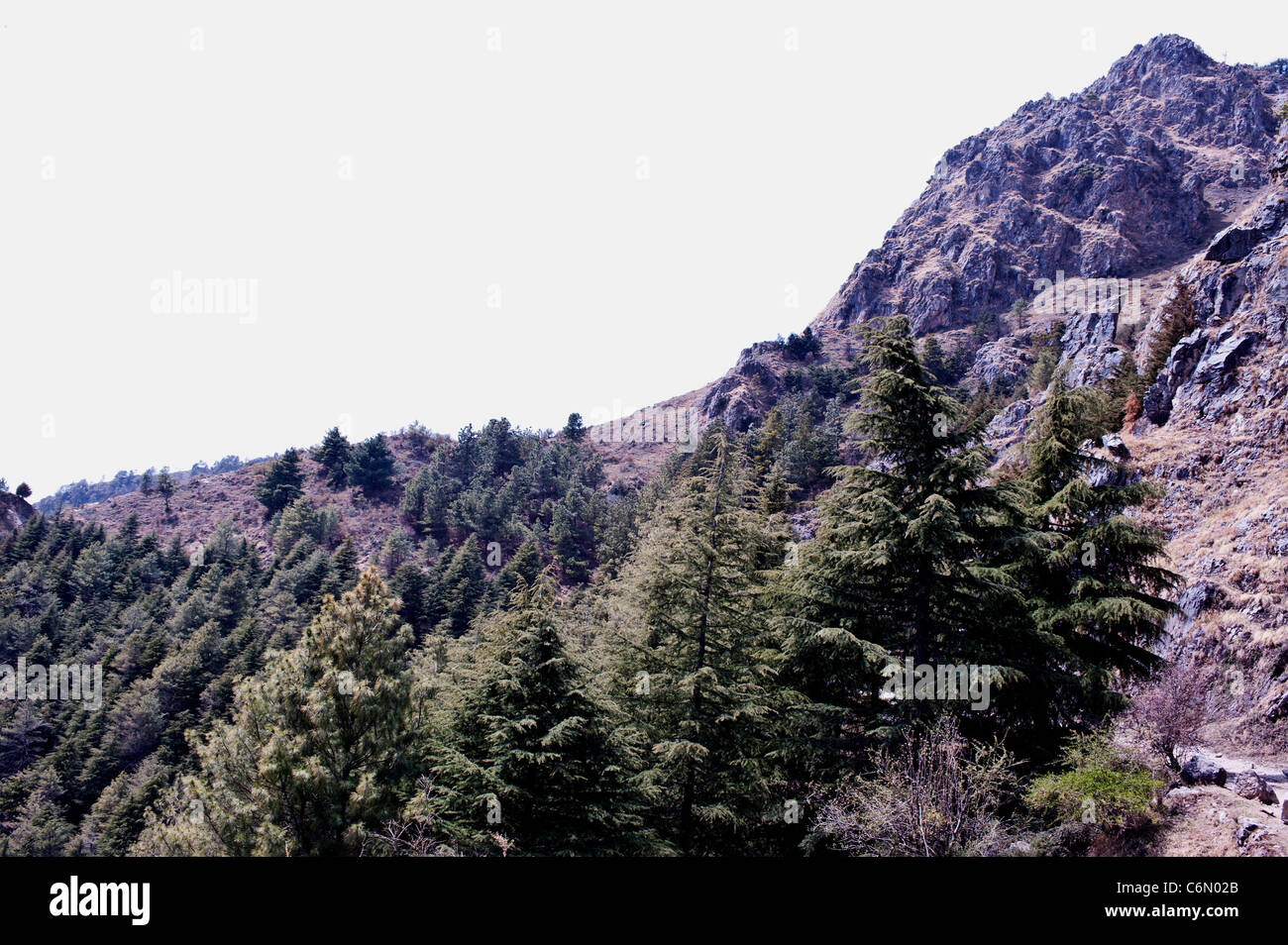 Landscape of Pine trees and hill rocks at ChakrataUttarakhand India