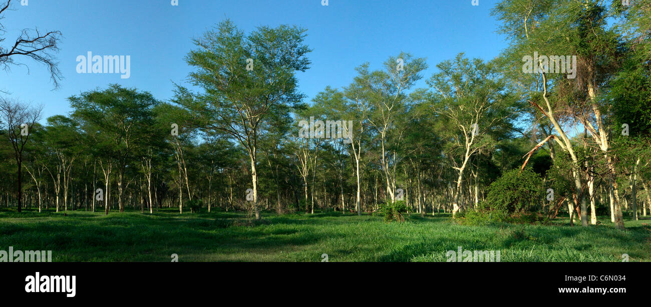 Fever tree forest on the banks of the Luvuvhu River in Pafuri Stock Photo