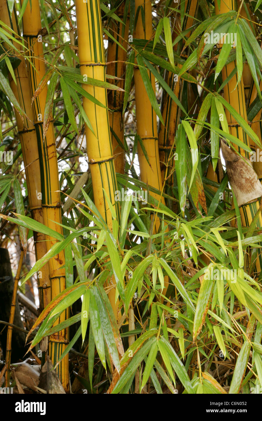 Bamboo stalks and leaves Stock Photo Alamy