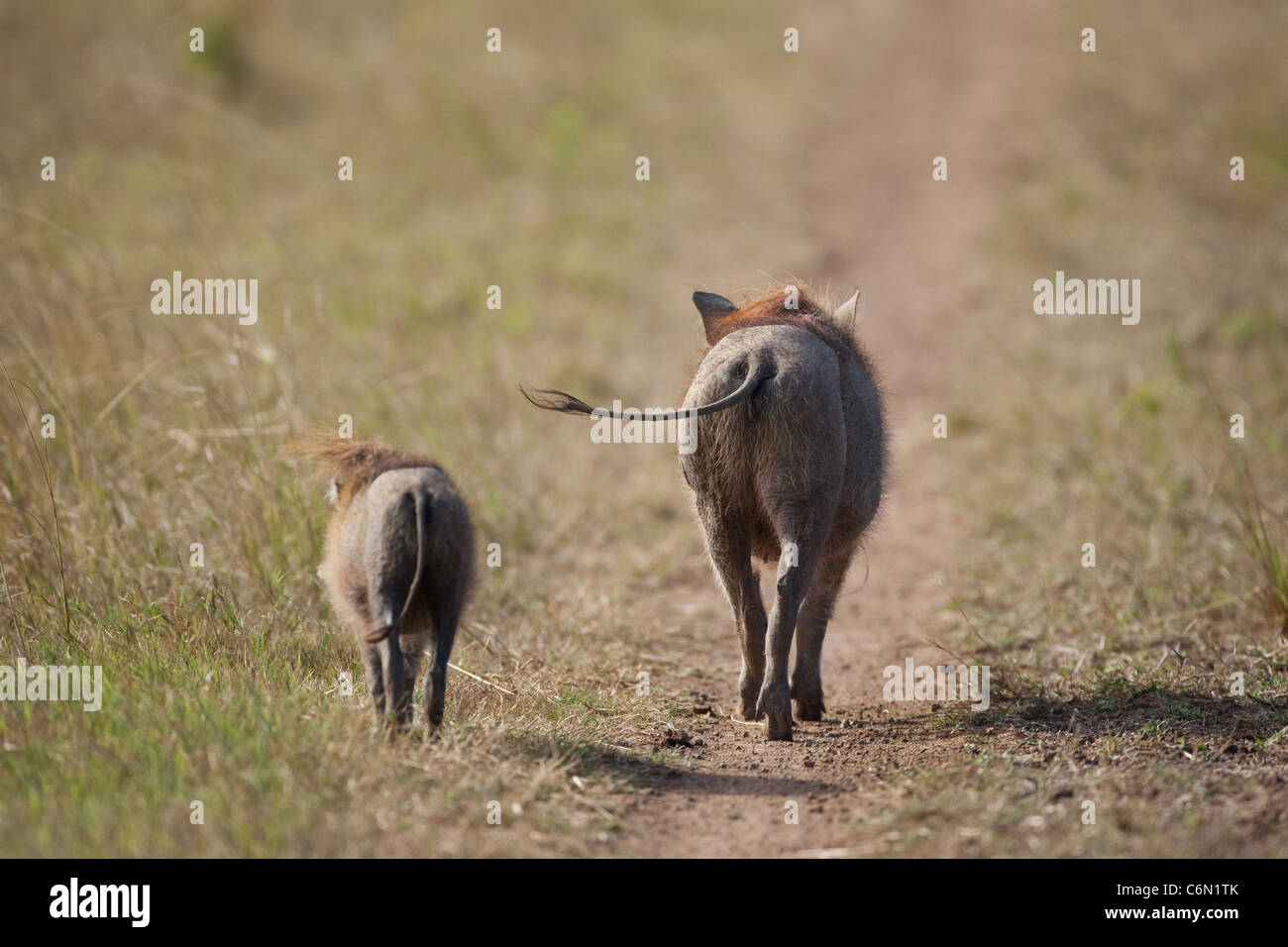 Rear view of a warthog and baby walking along a bush track Stock Photo