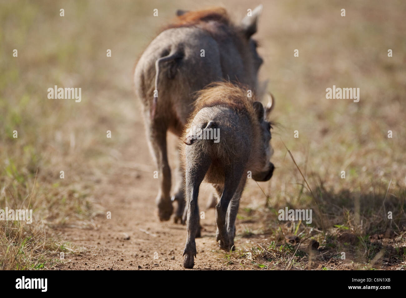 Rear view of a warthog and baby walking along a bush track Stock Photo